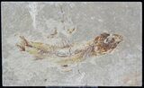 Cretaceous Fossil Fish (Hajulia sp) - Lebanon #24117-1